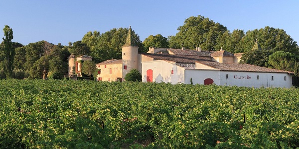 Champ de vignes Château Bas